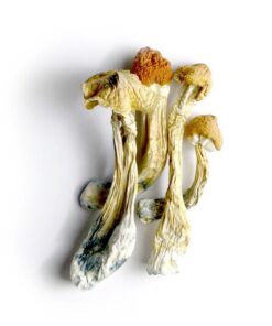 Ecuadorian Mushrooms