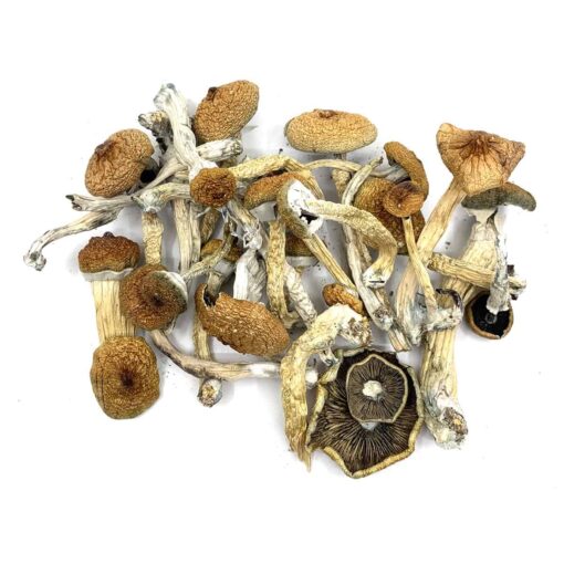 Wavy Cap Mushrooms